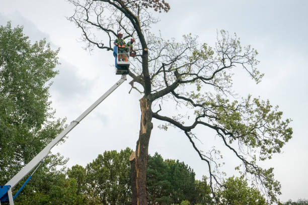 Professional  Tree Services in East Greenville, PA